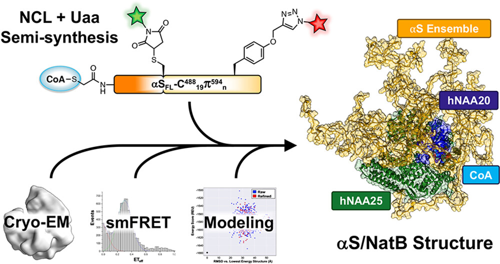 Semi-Synthetic CoA-α-Synuclein Traps NatB Acetyltransferase preview