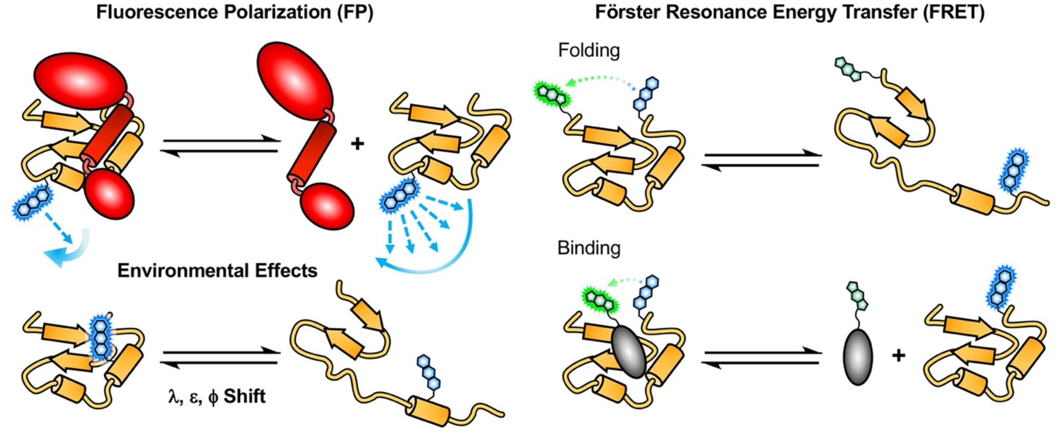 FRET with Genetically Encoded Fluorescent Amino Acids preview