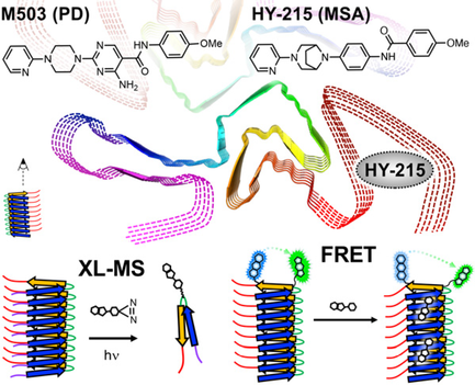PET Probe Interactions with the C-Terminus of α-Synuclein Fibrils preview