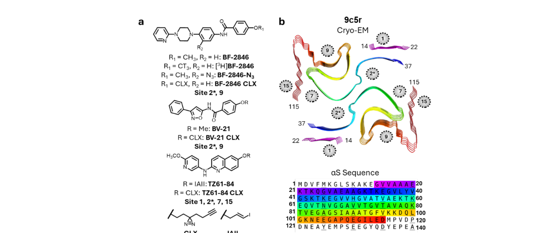 Radiotracer Competition Binding with α-Synuclein Fibrils preview