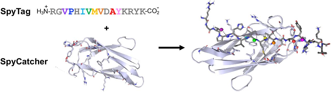 SpyCatcher Ligation Kinetics by SpyTag Thioamide Substitution preview