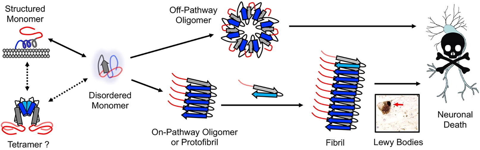 α-Synuclein Aggregation: Mutations & Post-Translational Modifications preview